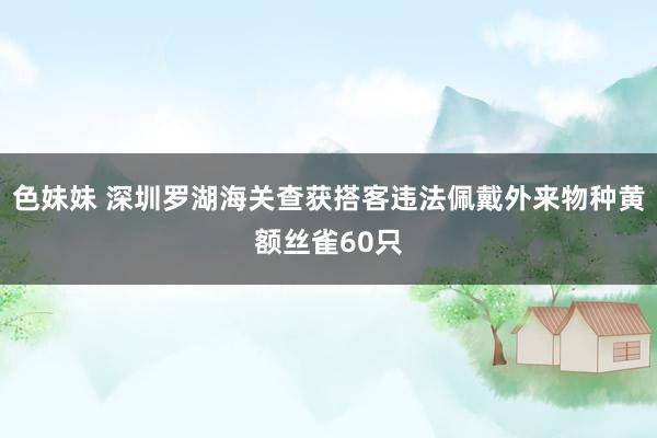 色妹妹 深圳罗湖海关查获搭客违法佩戴外来物种黄额丝雀60只